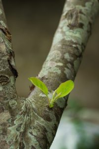 green wood
